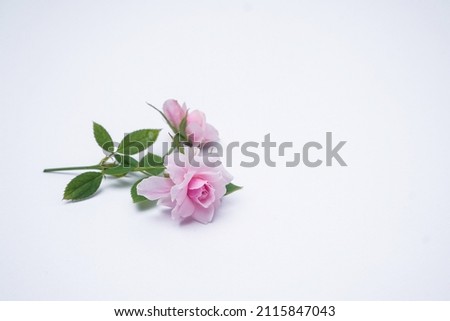 Mini pink roses on white background. Copy space. Top view. Image for blog