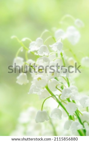 Fresh spring lilies of the valley on natural green blurry background