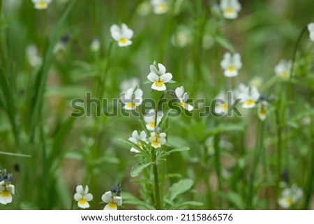 Viola arvensis. field violet grows in the meadow. small delicate white-yellow flower on a green background. wild forest beautiful viola flowers, on a blurred green background, close-up