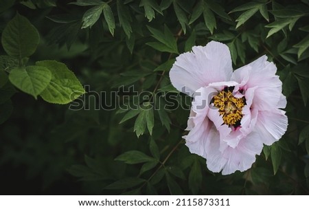 Blooming white pink peony with yellow center on a background of green leaves in the garden top view