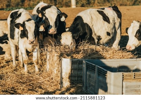 set of heifer eating straw outside the cow farm Royalty-Free Stock Photo #2115881123