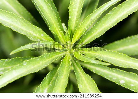 green leaf of a plant. close-up