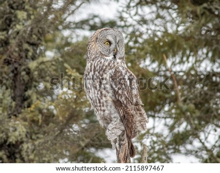 A great gray owl watches from its perch 