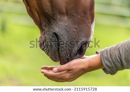 Close-up of a horses nose sniffing curiously on a human hand Royalty-Free Stock Photo #2115915728
