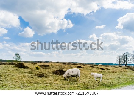 Clouds and Sheeps at sand dunes in Drenthe, Appelsch