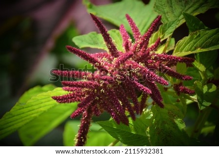 Close up on a Amaranthus caudatus plant in garden known as Velvet flower. Stock Photo Royalty-Free Stock Photo #2115932381