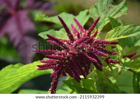 Close up on a Amaranthus caudatus plant in garden known as Velvet flower. Stock Photo Royalty-Free Stock Photo #2115932399