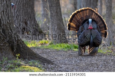 Close up shot of Domestic Turkey bird in the woodland Royalty-Free Stock Photo #2115934301
