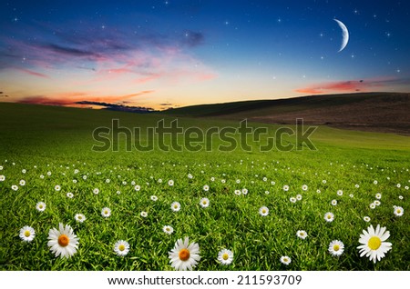 Daisy flower field in the night. Elements of this image furnished by NASA.