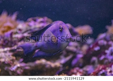 A closeup of a Ctenochaetus swimming in an aquarium against colorful corals