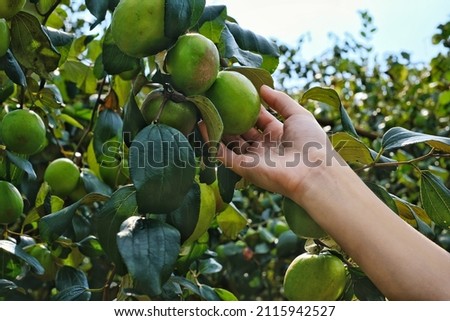 A closeup picture of a farmer's hand picking up ripe green jujube fruit from its branch at an orchard. Jujube tree harvesting at a rural garden.