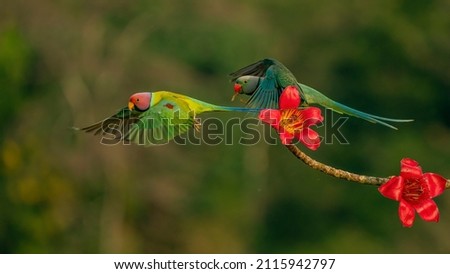 A parakeet is any one of many small to medium-sized species of parrot, in multiple genera, that generally has long tail feathers. Older spellings still sometimes encountered are paroquet or paraquet.  Royalty-Free Stock Photo #2115942797