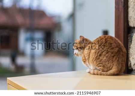 Portrait of a cute orange cat sleeping on the street