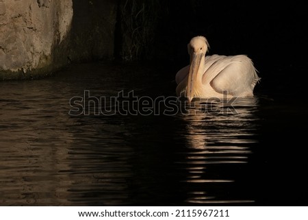 A closeup shot of a Pelicans (genus Pelecanus) swimming in the water