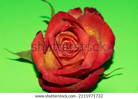 MACRO PHOTO FROM THE BEAUTIFUL COLORFUL ROSE FLOWER ON THE COLORFUL BACKGROUND