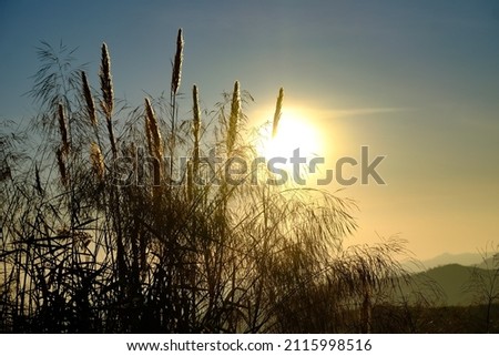 silhouette of flowers with sunset light background.