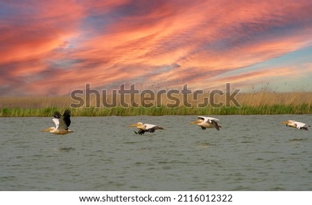 Pelicans in the Danube Delta flying towards the sea