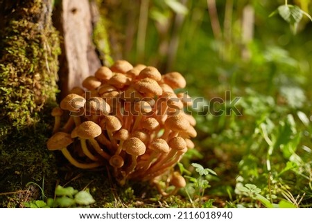 Mushrooms of honey mushrooms grow in the forest near an old stump. A sunny summer or autumn day.