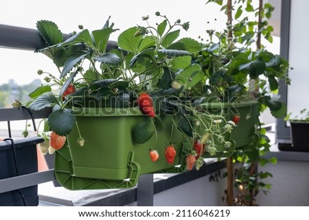 Ripe juicy strawberries grow in pots on the balcony. Organic growing at home Royalty-Free Stock Photo #2116046219