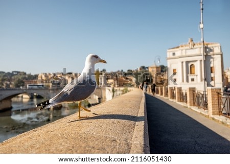 Coast of the Tiber river near castle and Vatican in Rome at sunny day. Seagull walking along the parapet Royalty-Free Stock Photo #2116051430