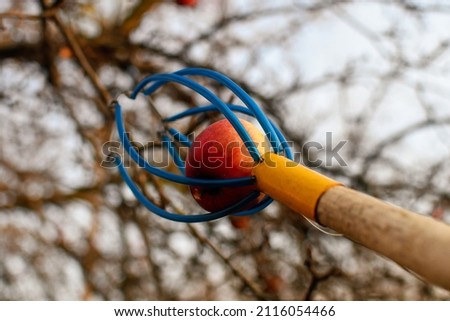 Fruit picker for collecting apples from the apple trees. Selective focus.