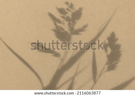 Shadows nature light beige background. Neutral contrast design made of dry grass. Fashionable earthy decorative shades. Calm natural pastel design. The concept of the beauty of the earth. Copy space