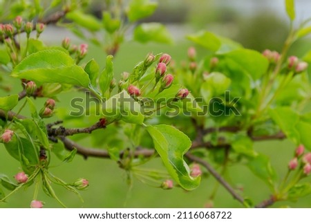 Pink buds on apple tree branch against green defocused background. Selective focus, blurred background