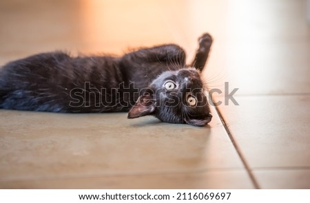 Black domestic cat lying on the floor
