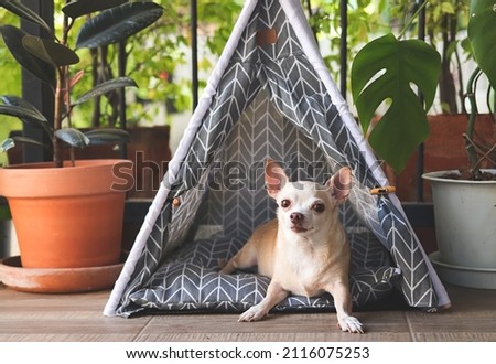 Portrait of brown short hair Chihuahua dogs lying down in  gray teepee tent between house plant pot in balcony, looking at camera.