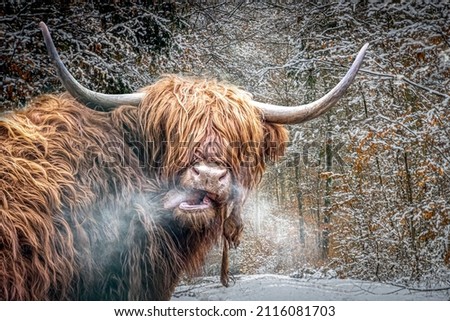 a scottish highland cow in a snowy field Royalty-Free Stock Photo #2116081703