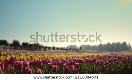 Above view garden with spring flowers and blue sky. Girl silhouette moving on spring flower background. Violet and yellow tulips field and blue sky in daytime. Tulip garden in sunset. 
