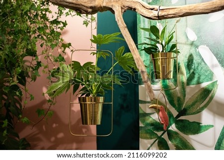 Different Green indoor plants in gold potted hanging on backdrop of wall in living room. House Plants hanging pots. concept Growing plants at home. Tropical garden in house. Nice patio. indoor jungle
