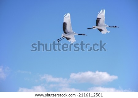 Two red-crowned cranes flying in the blue sky. Royalty-Free Stock Photo #2116112501