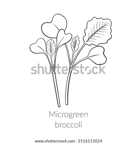 Young microgreen broccoli sprouts, broccoli microgreen growing, corn microgreen growing, young green leaves, healthy lifestyle concept, vegan healthy food. Vector line graphics on a white background. Royalty-Free Stock Photo #2116115024