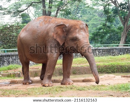 Picture of elephants on a zoo after taking bath witd mud