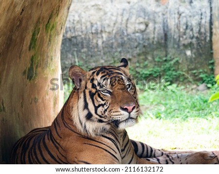 Picture of a tiger, panthera tigris, one of endangered animal