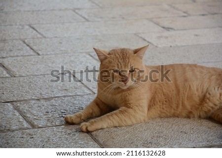 Red strolling cat is lying on the pavement. Cute animals. City fauna.
