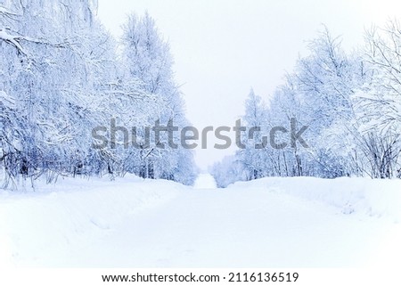 A frosty winter day, snow falls, cloudy weather. The white road is surrounded by a cold winter forest. The trees in the frost bent from the weight. Winter background with a place for copyspace text