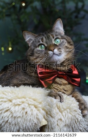Beautiful portrait of a gray cat in a bow tie. Blurred magic lights background. Christmas mood