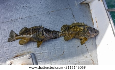 Two freshly caught sea bass are lying on the metal deck of the yacht. Wet spotted scales, spiny fins are visible. Kamchatka. Royalty-Free Stock Photo #2116146059