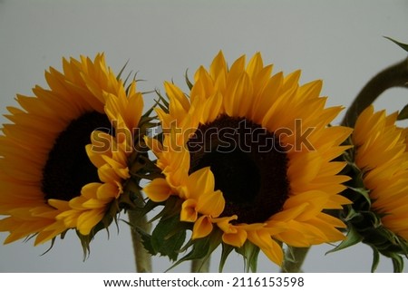 Dramatic bright yellow sunflowers close up. Beautiful floral display of summer colourful flowers.  Arrangement of vibrant botanical plants in studio with white background. 