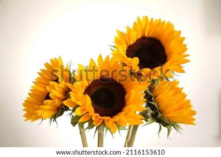 Dramatic bright yellow sunflowers close up. Beautiful floral display of summer colourful flowers.  Arrangement of vibrant botanical plants in studio with white background. 