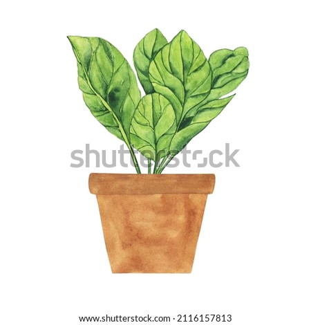 Watercolor Spinach plant in pot isolated on white background. Greenery hand drawing illustration. Healthy food.