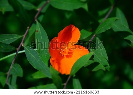 Wild Bright Orange Poppy Flower In My Home Garden. Stock Photo