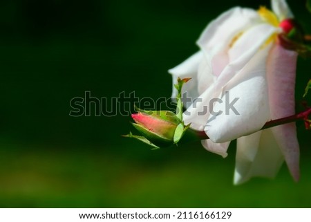 Opened and unopened rose bud on a green background. Stock Photo