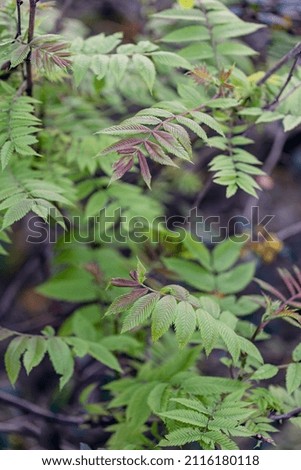 Colorful leaves on blurry background