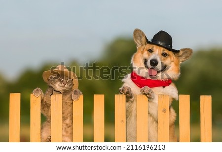 funny cat and dog in cowboy hats sitting on a fence on a farm on a summer day