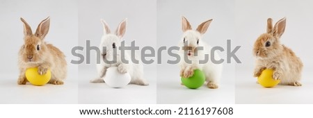 Collage with Easter bunny rabbits with colorful eggs. Holiday concept.