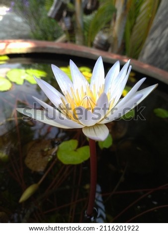 Close up, White lotus flowers bloom green leaves in the pond blurred background, summer outdoor day light, water lily photo