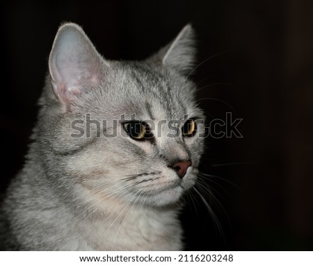 A beautiful cat close-up on a darkened background in cozy home. The characteristic coloration of a silver tabby, with emerald-amber eyes and a red nose with a pronounced black border. Pulse lighting.